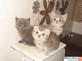 Британские и шотландские котики!!! 5