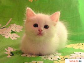 Белый котёнок ждёт хозяина. Возможна доставка.