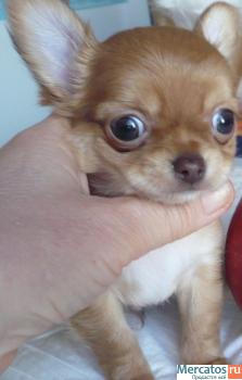 Чихуахуа Рыжую мини Девочку РКФ 2