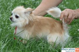 Чихуахуа Рыжую мини Девочку РКФ 3