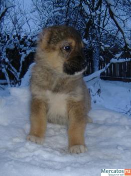 среднеазиатская овчарка