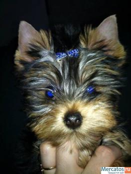 Стрижки собак и кошек.