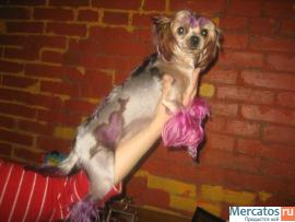 Стрижки собак и кошек. 2