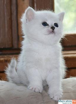 Британские котята окраса серебристая шиншилла с изумрудными и си