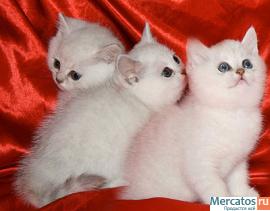 Британские котята окраса серебристая шиншилла с изумрудными и си 2