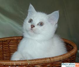 Британские котята окраса серебристая шиншилла с изумрудными и си 3