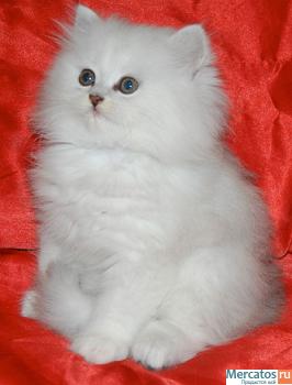 Британские котята окраса серебристая шиншилла с изумрудными и си 4