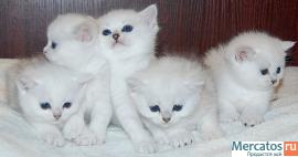 Британские котята окраса серебристая шиншилла с изумрудными и си 5