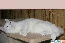 Британский плюшевый котик Камео (кремовая шиншилла, глаза орехов 2