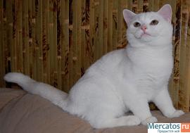 Британский плюшевый котик Камео (кремовая шиншилла, глаза орехов 3
