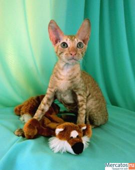 котята Корниш-рекс питомника Палитра