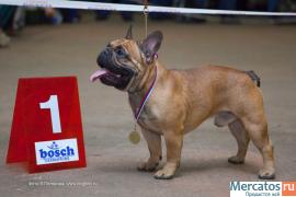 Французский бульдог приглашает на вязку. 2