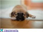 Плюшевый рыжик-щеночек, Юрик, 1 мес