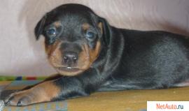 Щенки цверпинчера (карликовый доберман)