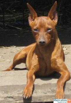 Щенки цверпинчера (карликовый доберман) 2