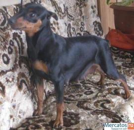 Щенки цверпинчера (карликовый доберман) 3