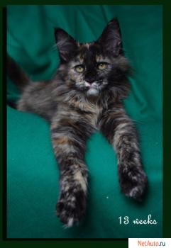 Домашняя рысь! Котенок мейн кун ШОУ качества!