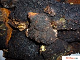 Чага.Берёзовая чага.