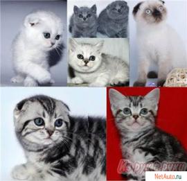 Плюшевые Британские и Вислоухие котята.