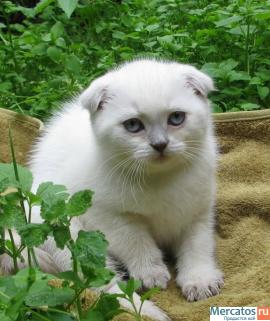 Плюшевые Британские и Вислоухие котята. 4