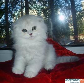 Плюшевые Британские и Вислоухие котята. 5