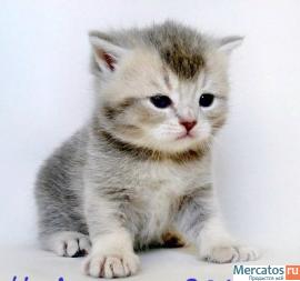 Плюшевые Британские и Вислоухие котята. 8