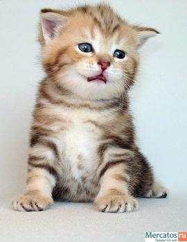 Плюшевые Британские и Вислоухие котята. 9