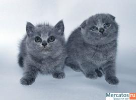 Плюшевые Британские и Вислоухие котята. 10