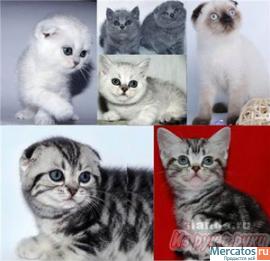 Плюшевые Британские и Вислоухие клубные котята. 2