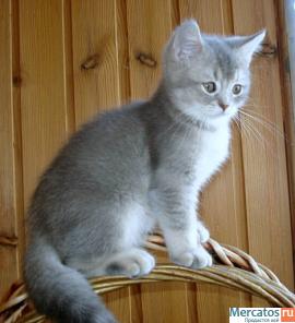 Плюшевые Британские и Вислоухие клубные котята. 3