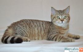Плюшевые Британские и Вислоухие клубные котята. 5