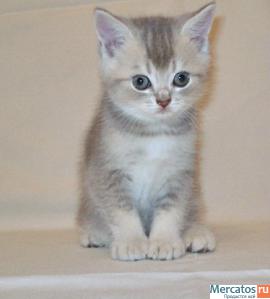 Плюшевые Британские и Вислоухие клубные котята. 8