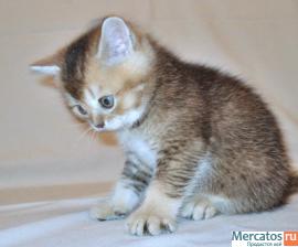 Плюшевые Британские и Вислоухие клубные котята. 7