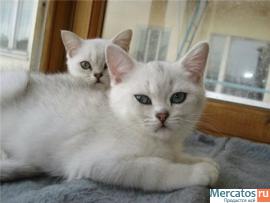 Плюшевые Британские и Вислоухие клубные котята. 9