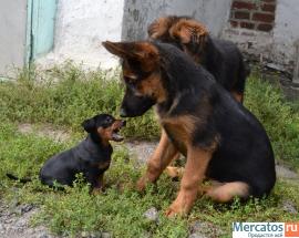 Очень симпатичный щенок Цвергпинчера 3