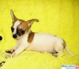 Чихуахуа изумительный мини мальчик гш.