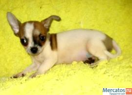 Чихуахуа изумительный мини мальчик гш. 2