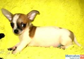 Чихуахуа изумительный мини мальчик гш. 3