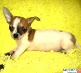 Чихуахуа изумительный мини мальчик гш. 4