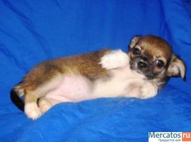 Чихуахуа очаровательная мини девочка дш.