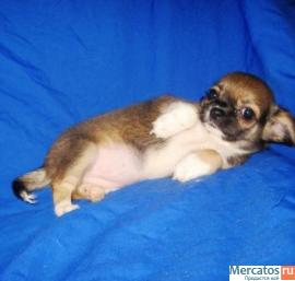 Чихуахуа очаровательная мини девочка дш. 2