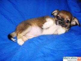 Чихуахуа очаровательная мини девочка дш. 3