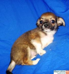 Чихуахуа очаровательная мини девочка дш. 4