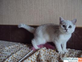 Британские котята серебристо затушёванные 2