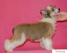 Пуховые девочки китайской хохлатой собачки