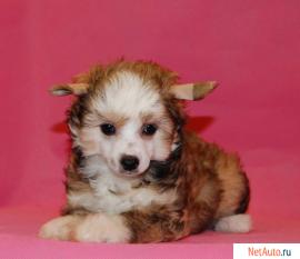 Пуховые девочки китайской хохлатой собачки