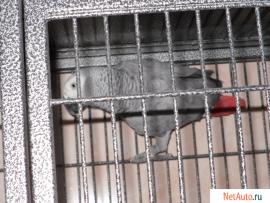 большие и средние попугаи