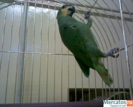 большие и средние попугаи 2