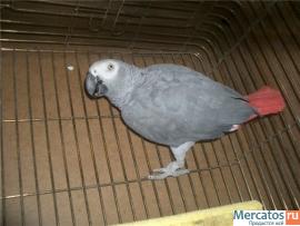 большие и средние попугаи 3