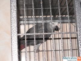 большие и средние попугаи 4